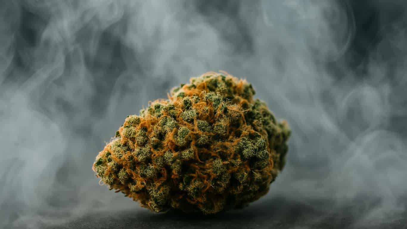 Susz marihuany w oparach pary, idealny do waporyzacji - jako przedstawienie poradnika "waporyzacja - poradnik dla początkujących"